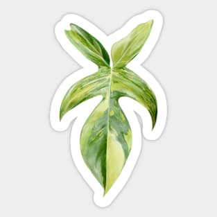 Philodendron 'Florida Beauty' | Rare Tropical Plant Sticker